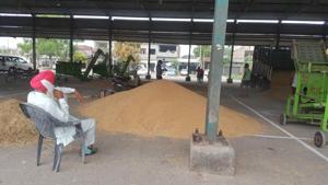 A farmer waiting for his turn for procurement after unloading his wheat yield at the grain market near Jalandhar Bypass in Ludhiana on Friday.(HT Photo) A farmer waiting for his turn for procurement after unloading his wheat yield at the grain market near Jalandhar Bypass in Ludhiana on Friday.(HT Photo)
