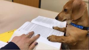 Here’s the cutest looking study-buddy we have ever seen.(Twitter/@ProfMAGeorge) Here’s the cutest looking study-buddy we have ever seen.(Twitter/@ProfMAGeorge)