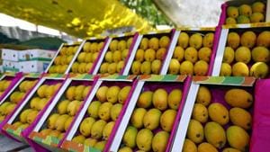 Bengal’s mango farmers were initially enthused by reports that the postal department was helping their counterparts in another state to deliver their yield to customers.(HT PHOTO.) Bengal’s mango farmers were initially enthused by reports that the postal department was helping their counterparts in another state to deliver their yield to customers.(HT PHOTO.)