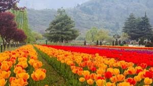 Besides an array of tulips blossoming here, the garden also boasts of a variety of hyacinths, daffodils and pansies.(HT Photo) Besides an array of tulips blossoming here, the garden also boasts of a variety of hyacinths, daffodils and pansies.(HT Photo)