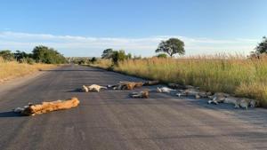 The incredible pictures of the lions have gone viral.(Twitter/@SANParksKNP) The incredible pictures of the lions have gone viral.(Twitter/@SANParksKNP)