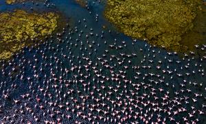 A flock of flamingos at Nerul.(Pratik Chorge/HT Photo) A flock of flamingos at Nerul.(Pratik Chorge/HT Photo)