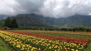 The 30-hectare tulip garden at ‘Siraj Bagh’ has transformed into a sea of colour but looks desolate without any visitors.(Waseem Andrabi / HT Photo) The 30-hectare tulip garden at ‘Siraj Bagh’ has transformed into a sea of colour but looks desolate without any visitors.(Waseem Andrabi / HT Photo)