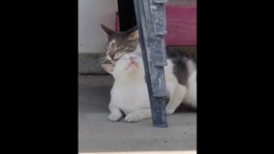 Captioned, “Love-Hate relationship” it focuses on two cats.(Reddit/@Shiannas) Captioned, “Love-Hate relationship” it focuses on two cats.(Reddit/@Shiannas)