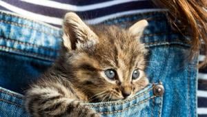 In these times, it is imperative that pet parents tap the right resources and make choices that could help fight the scarcity. In these times, it is imperative that pet parents tap the right resources and make choices that could help fight the scarcity.