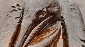 FILE - In this June 3, 2010 file photo, a Brown Pelican is mired in oil from the Deepwater Horizon oil spill, on the beach at East Grand Terre Island along the Louisiana coast. Ten years after the nation's biggest offshore oil spill fouled its waters, the Gulf of Mexico sparkles in the sunlight and its fish are safe to eat. But scientists who have spent $500 million dollars from BP researching the impact of the Deepwater Horizon disaster have found much to be concerned about. (AP Photo/Charlie Riedel, File)(AP) FILE - In this June 3, 2010 file photo, a Brown Pelican is mired in oil from the Deepwater Horizon oil spill, on the beach at East Grand Terre Island along the Louisiana coast. Ten years after the nation's biggest offshore oil spill fouled its waters, the Gulf of Mexico sparkles in the sunlight and its fish are safe to eat. But scientists who have spent $500 million dollars from BP researching the impact of the Deepwater Horizon disaster have found much to be concerned about. (AP Photo/Charlie Riedel, File)(AP)