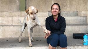 Vandana Jain, who runs a campaign, Dogitization in Indore Vandana Jain, who runs a campaign, Dogitization in Indore