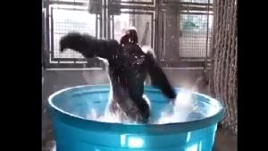 The clip features Zola the gorilla from Dallas zoo.(Twitter/@susantananda3) The clip features Zola the gorilla from Dallas zoo.(Twitter/@susantananda3)