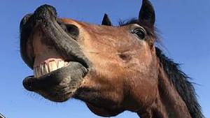 The image shows a brown horse named Zeus.(AP)