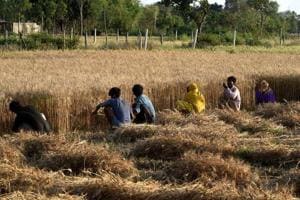 The farmer outfits reportedly took the decision on Thursday after consulting health experts even as a man was arrested in Kanakwal Bhanguan village for burning wheat residue in his fields on Wednesday(Representative Image) The farmer outfits reportedly took the decision on Thursday after consulting health experts even as a man was arrested in Kanakwal Bhanguan village for burning wheat residue in his fields on Wednesday(Representative Image)