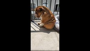 The image shows Big Poppa on a balcony.(Twitter/@RaeElle) The image shows Big Poppa on a balcony.(Twitter/@RaeElle)