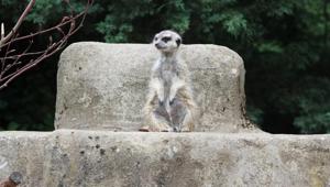 Lisbon zoo animals feel keepers’ love while the people stay home. (Representational Image)(Unsplash) Lisbon zoo animals feel keepers’ love while the people stay home. (Representational Image)(Unsplash)
