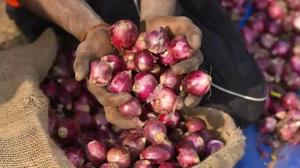 Prem Murti Pandey studied the Pimpalgaon market for a good deal in onions.(Burhaan Kinu/HT Photo) Prem Murti Pandey studied the Pimpalgaon market for a good deal in onions.(Burhaan Kinu/HT Photo)