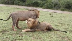 The clip has sarcastically been captioned, “Showdown between two fierce apex predators”.(Reddit/IveyRoney) The clip has sarcastically been captioned, “Showdown between two fierce apex predators”.(Reddit/IveyRoney)