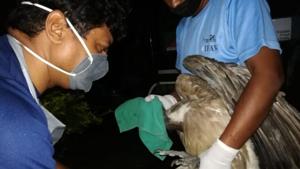 A veterinarian taking care of a poisoned vulture at CWRC.(Wildlife Trust of India)