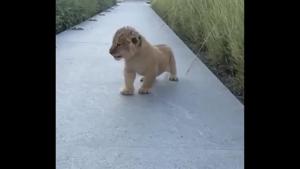 Netizens cannot get over how purrr-fect this little fellow is!(Twitter/@welcomet0nature) Netizens cannot get over how purrr-fect this little fellow is!(Twitter/@welcomet0nature)
