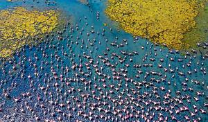 A flock of flamingos at the Talawe wetlands.(Pratik Chorge/HT Photo) A flock of flamingos at the Talawe wetlands.(Pratik Chorge/HT Photo)