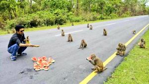 The image shows the monkeys sitting maintaining distance.(Screengrab) The image shows the monkeys sitting maintaining distance.(Screengrab)