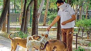 A man feeds stray dogs at a park in New Delhi. A man feeds stray dogs at a park in New Delhi.