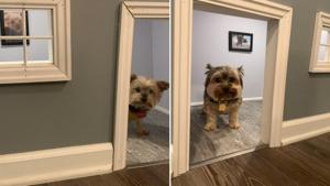 Ginger and Fergie in their custom-made home.(Twitter/@iMDRW) Ginger and Fergie in their custom-made home.(Twitter/@iMDRW)