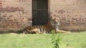 A tiger rests inside Haryana’s Rohtak Zoo amid the nationwide lockdown to curb the spread of coronavirus.(Manoj Dhaka/HT File Photo) A tiger rests inside Haryana’s Rohtak Zoo amid the nationwide lockdown to curb the spread of coronavirus.(Manoj Dhaka/HT File Photo)