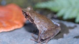 The Naga Hills Horned Frog.(Systematics Lab, Delhi University) The Naga Hills Horned Frog.(Systematics Lab, Delhi University)