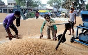 Though it started later this year, the procurement is expected to be over in the next 10 days, as compared to 2019, when the operations continued till May 28.(HT FILE) Though it started later this year, the procurement is expected to be over in the next 10 days, as compared to 2019, when the operations continued till May 28.(HT FILE)
