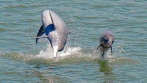 Darshan Khatua, a wildlife conservationist, is spending his afternoons dolphin-spotting from within his home in Mumbai. Darshan Khatua, a wildlife conservationist, is spending his afternoons dolphin-spotting from within his home in Mumbai.