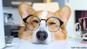 Topi the corgi’s reaction to yet another work day.(Facebook/Topi the Corgi) Topi the corgi’s reaction to yet another work day.(Facebook/Topi the Corgi)