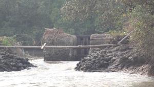 A breached bund in a khazan land area in Goa.(HT PHOTO) A breached bund in a khazan land area in Goa.(HT PHOTO)