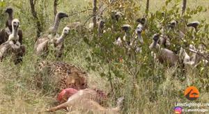 The video was recorded by Brett Heasman, a ranger and guide from Sabi Sabi Bush Lodge.(YouTube/Kruger Sightings) The video was recorded by Brett Heasman, a ranger and guide from Sabi Sabi Bush Lodge.(YouTube/Kruger Sightings)