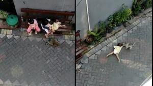 Seen here: the monkey on the bike and then dragging the child.(Twitter/@peta) Seen here: the monkey on the bike and then dragging the child.(Twitter/@peta)