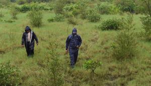 In this photograph taken on September 13, 2019, forest department officials walk back after inspecting a mangrove plantation during a patrol at Belapur in Navi Mumbai.(AFP) In this photograph taken on September 13, 2019, forest department officials walk back after inspecting a mangrove plantation during a patrol at Belapur in Navi Mumbai.(AFP)