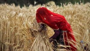 A veiled woman farmer harvests a wheat crop in a field on the outskirts of Ajmer in Rajasthan.(Reuters/ File photo) A veiled woman farmer harvests a wheat crop in a field on the outskirts of Ajmer in Rajasthan.(Reuters/ File photo)