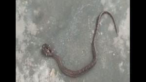 The two-headed snake found in Odisha.(Twitter/@susantananda3) The two-headed snake found in Odisha.(Twitter/@susantananda3)