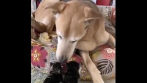 The clip was posted on Instagram from Raylan the dog’s account.(Instagram/@raylan_the_dog) The clip was posted on Instagram from Raylan the dog’s account.(Instagram/@raylan_the_dog)