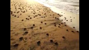 The recent clip shared on Twitter, shows numerous baby Olive Ridley turtles scurrying on the sand to reach the ocean.(Twitter/@susantananda3) The recent clip shared on Twitter, shows numerous baby Olive Ridley turtles scurrying on the sand to reach the ocean.(Twitter/@susantananda3)