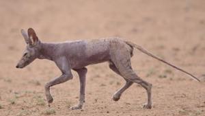According to the state forest department’s wildlife census of 2019, there are about 1,000 foxes in Jaisalmer.(Pic: Sourced) According to the state forest department’s wildlife census of 2019, there are about 1,000 foxes in Jaisalmer.(Pic: Sourced)