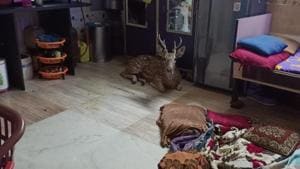 The deer after it fell into a shanty in Powai in Mumbai.(PHOTO/Aaba Kubal and RAWW) The deer after it fell into a shanty in Powai in Mumbai.(PHOTO/Aaba Kubal and RAWW)