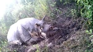 This is the first instance of rhino poaching in Kaziranga this year.(Sourced)