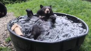Takoda was found as an orphan in Montana and began living at the Oregon Zoo with the other rescued bears.(Instagram/oregonzoo) Takoda was found as an orphan in Montana and began living at the Oregon Zoo with the other rescued bears.(Instagram/oregonzoo)