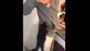 A glimpse of Penelope the kitty’s talent of reaching her target with her climbing skills.(TikTok/@penelopesurtiktok) A glimpse of Penelope the kitty’s talent of reaching her target with her climbing skills.(TikTok/@penelopesurtiktok)
