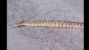 There seems to be no slithering motion of the particular snake whatsoever .(Reddit) There seems to be no slithering motion of the particular snake whatsoever .(Reddit)