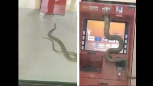 Failing at several attempts, it slithers to the cash-dispensing machine and finds a way to get on it.(Twitter/@amitbhawani) Failing at several attempts, it slithers to the cash-dispensing machine and finds a way to get on it.(Twitter/@amitbhawani)