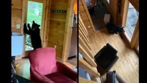 The bear had broken inside the cabin, forcing the women to flee upstairs.(Facebook/@Michelle Eberhart) The bear had broken inside the cabin, forcing the women to flee upstairs.(Facebook/@Michelle Eberhart)
