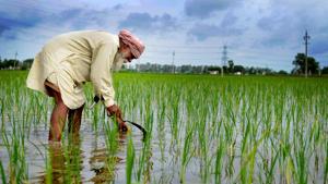 At least 3 crore marginal farmers have already availed Rs 4 lakh crore of loans on concessional rates in the last few months.(HT PHOTO.) At least 3 crore marginal farmers have already availed Rs 4 lakh crore of loans on concessional rates in the last few months.(HT PHOTO.)