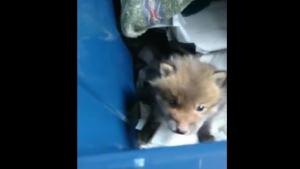 People wrote how adorable the little one looks.(Twitter/@marcy_com)