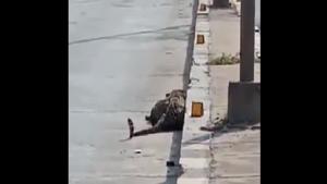 The motorists passing through Katedan underbridge were shocked to find the leopard resting besides the road.(Twitter/@prashantchiguru) The motorists passing through Katedan underbridge were shocked to find the leopard resting besides the road.(Twitter/@prashantchiguru)