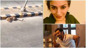 Randeep Hooda let Raveena Tandon know that the leopard was sighted in Hyderabad, not Mumbai. Randeep Hooda let Raveena Tandon know that the leopard was sighted in Hyderabad, not Mumbai.