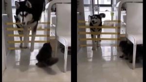 The recording starts with the camera focused on a home-made obstacle course.(TikTok/@hinicole666) The recording starts with the camera focused on a home-made obstacle course.(TikTok/@hinicole666)